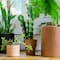 Hello Honey® 18" Cereus Cactus in Terra Cotta Colored Pot